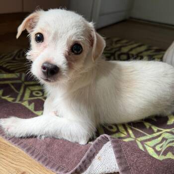 Madeleine [black] -  Terrier and Mixed Breed Dog for Adoption in Baltimore, Maryland - Madeleine [black] | PetCurious