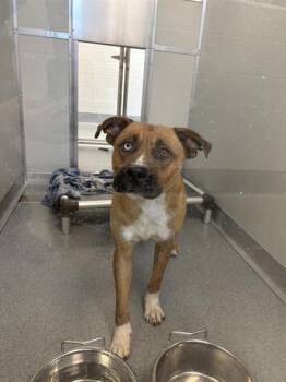 CANELO -  Pit Bull Terrier Dog for Adoption in Indianapolis, Indiana - CANELO | PetCurious