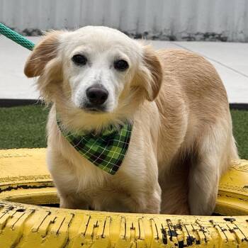 Spaniel and Collie Dogs Available for Adoption - Dexter - Sweet Boy Was Returned....   | PetCurious