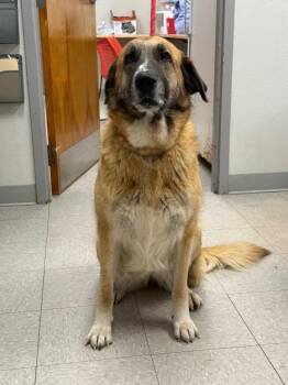 Anatolian Shepherd and Saint Bernard Dogs Available for Adoption in Sorrento, Louisiana - Charmaine | PetCurious