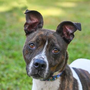 Mixed Breed Dogs Available for Adoption in Sarasota, Florida - Stella | PetCurious