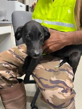 Blackie -  Labrador Retriever Dog for Adoption in Hopkinsville, Kentucky - Blackie | PetCurious