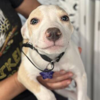 Twix -  Mixed Breed Dog for Adoption in San Francisco, California - Twix | PetCurious