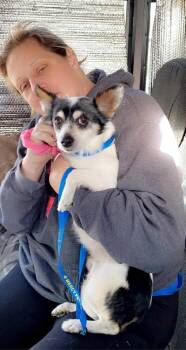 Rescue Chihuahua and Pomeranian Dogs for Adoption in Lacey Township, New Jersey - Tony | PetCurious