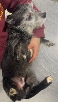 Chihuahua and Terrier Dogs Available for Adoption - Mickey | PetCurious