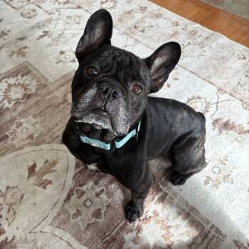 Rescue French Bulldog Dogs for Adoption in Huber Heights, Ohio - Mikey | PetCurious