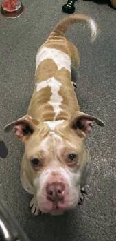 Hypaxia -  Mixed Breed Dog for Adoption in Munster, Indiana - Hypaxia | PetCurious