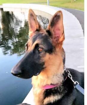 Katniss - sweet girl seeking a family -  German Shepherd Dog Dog for Adoption in San Marcos, California - Katniss - Sweet Girl Seeking A Family | PetCurious