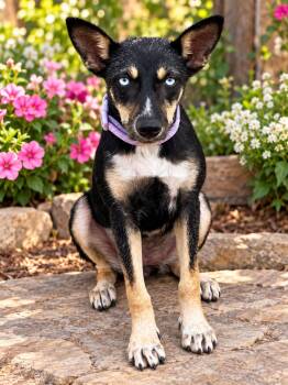 Frida -  Australian Cattle Dog Blue Heeler and Chihuahua Dog for Adoption in Gainesville, Virginia - Frida | PetCurious