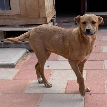 Cocoa -  Shepherd Dog Available for Adoption in Tuba City, Arizona - Cocoa | PetCurious