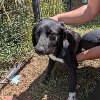 Sydney -  Flat Coated Retriever Dog for Adoption in Anderson, Texas - Sydney | PetCurious