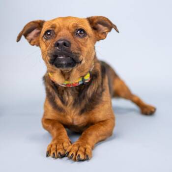 Kia -  Chihuahua Dog for Adoption in Portland, Oregon - Kia | PetCurious