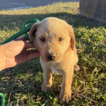 Labrador Retriever Dogs Available for Adoption - Sunny | PetCurious