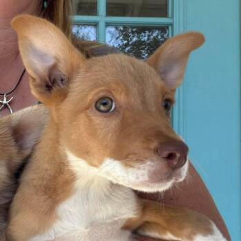 Fia -  Mixed Breed Dog for Adoption in Larkfield-wikiup, California - Fia | PetCurious