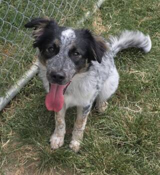 Monica Friends -  Australian Cattle Dog Blue Heeler and Great Pyrenees Dog for Adoption in Boston, Massachusetts - Monica Friends | PetCurious