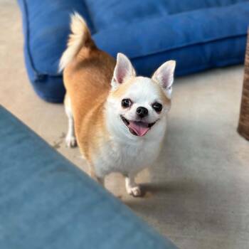 Ethel -  Chihuahua Dog for Adoption in Justin, Texas - Ethel | PetCurious