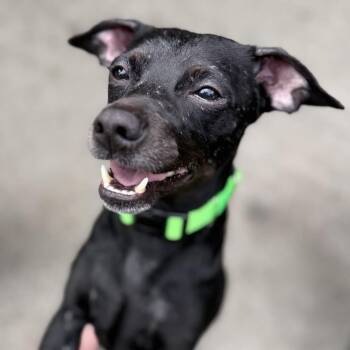 Pepito -  Chihuahua and Mixed Breed Dog for Adoption in San Francisco, California - Pepito | PetCurious