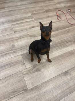 Miniature Pinscher Dogs Available for Adoption - Ace | PetCurious
