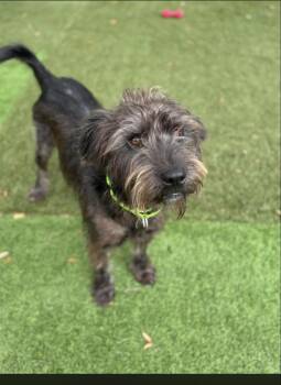 Scruffy -  Terrier Dog for Adoption in Pawleys Island, South Carolina - Scruffy | PetCurious
