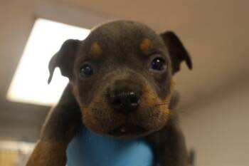 AXEL -  Mixed Breed Dog for Adoption in Columbia, South Carolina - AXEL | PetCurious