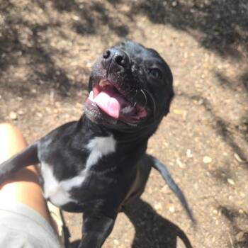 Mac -  Dachshund and Pug Dog for Adoption in Wimberley, Texas - Mac | PetCurious