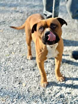 Pit Bull Terrier Dogs Available for Adoption - Jerzy | PetCurious