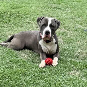 Mercury -  American Staffordshire Terrier and Pit Bull Terrier Dog for Adoption in Saluda, Virginia - Mercury | PetCurious