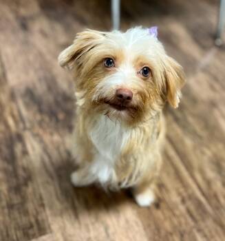 BLONDIE -  Miniature Poodle and Aussiedoodle Dog for Adoption in Belmont, New York - BLONDIE | PetCurious
