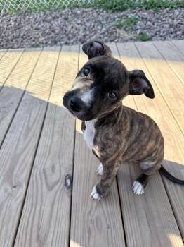 Pit Bull Terrier Dogs Available for Adoption in Clay, New York - Marla | PetCurious