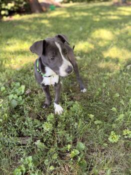 Davvy -  Mixed Breed Dog for Adoption in Madison, Wisconsin - Davvy | PetCurious
