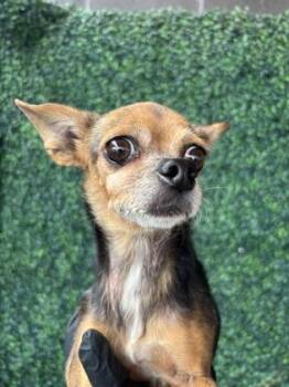 61771690 -  Chihuahua and Mixed Breed Dog for Adoption in El Paso, Texas - 61771690 | PetCurious