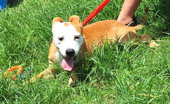 Rescue Terrier Dogs for Adoption in Wetumpka, Alabama - 250704 Rowena | PetCurious