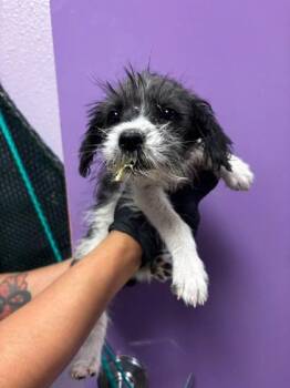 61148181 -  Terrier and Mixed Breed Dog for Adoption in El Paso, Texas - 61148181 | PetCurious