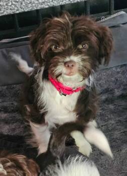 Owen -  Poodle Dog for Adoption in De Pere, Wisconsin - Owen | PetCurious