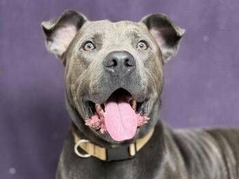 Raisin -  American Bully and Mixed Breed Dog for Adoption in Portland, Oregon - Raisin | PetCurious