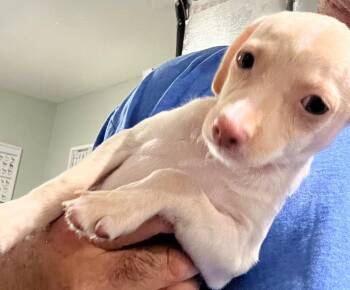 Chihuahua and Dachshund Dogs Available for Adoption in Labelle, Florida - Rocky | PetCurious