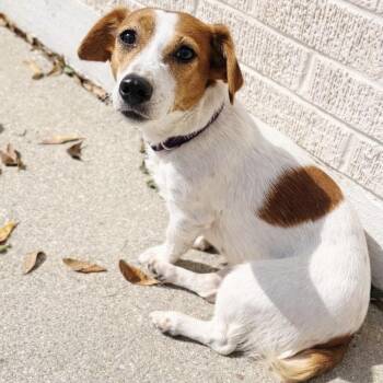 Jack Russell Terrier and Mixed Breed Dogs Available for Adoption - Bella Bean | PetCurious