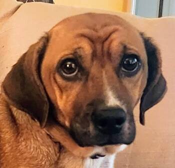 Wendy -  Beagle and Terrier Dog for Adoption in Aurora, Illinois - Wendy | PetCurious