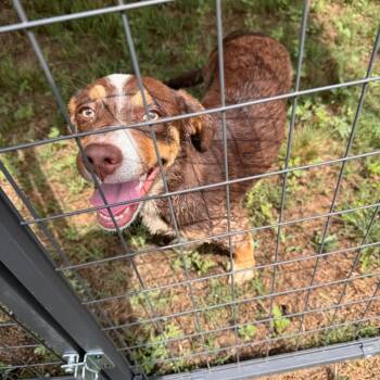 Australian Shepherd and Basset Hound Dogs Available for Adoption in San Antonio, Texas - Lucky | PetCurious