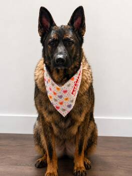 Fiona -  German Shepherd Dog Dog for Adoption in Copley, Ohio - Fiona | PetCurious