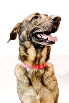 Rescue German Shepherd Dog Dogs for Adoption in Conway, Arkansas - Daisy | PetCurious