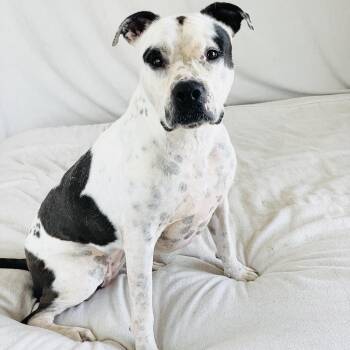 Perfect Pinta -  American Bulldog Dog for Adoption in Burlington, North Carolina - Perfect Pinta | PetCurious