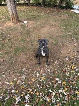 Rescue Pit Bull Terrier and Mixed Breed Dogs for Adoption in Gastonia, North Carolina - 59781746 | PetCurious