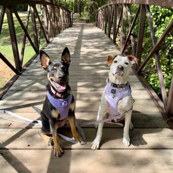 Schatzie -  Australian Kelpie and Terrier Dog for Adoption in Bloomfield, Connecticut - Schatzie | PetCurious