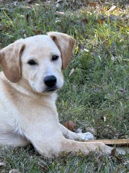 Rescue Labrador Retriever and Beagle Dogs for Adoption in Attalla, Alabama - Coosa | PetCurious