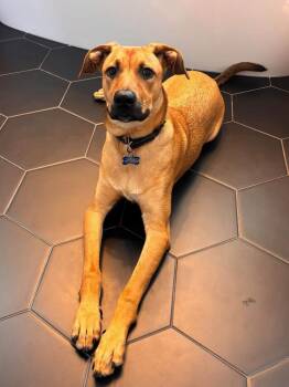 Crissy -  Labrador Retriever and Mixed Breed Dog for Adoption in Orlando, Florida - Crissy | PetCurious