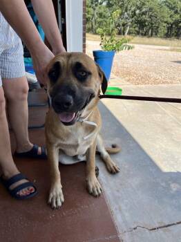 WALDO -  Black Mouth Cur and Mixed Breed Dog for Adoption in Oklahoma City, Oklahoma - WALDO | PetCurious