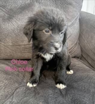 Beagle Dogs Available for Adoption - Sully And Siblings  | PetCurious