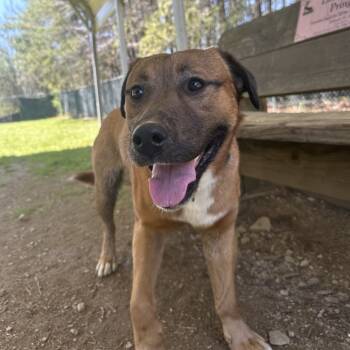 Rescue Mixed Breed Dogs for Adoption in Blue Ridge, Georgia - Yoda | PetCurious