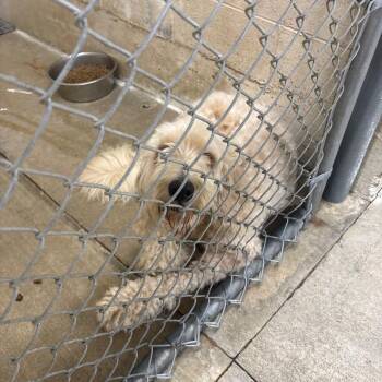 Milo -  Golden Retriever and Poodle Dog for Adoption in Rossville, Georgia - Milo | PetCurious